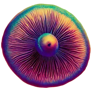 shrooms@sh.itjust.works icon