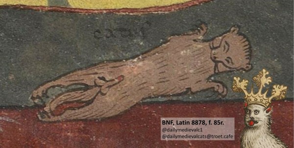 Picture from a medieval manuscript: A sleeping cat, shamelessly showing off