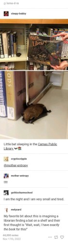 pic of a bat, sleeping in the shelf of a libray. A person holds a book next to it, title: Bats at the Library.
Caption: Little bat sleeping in the Camas Public  Library
Comments:
mother-entropy: 
!!!!!
gothiccharmschool: 
I am the night and I am very small and tired. 
melyzard: 
My favorite bit about this is imagining a librarian finding a bat on a shelf and their first thought is "Wait, wait, I have exactly the book for this!" 
Nov 17th, 2022 