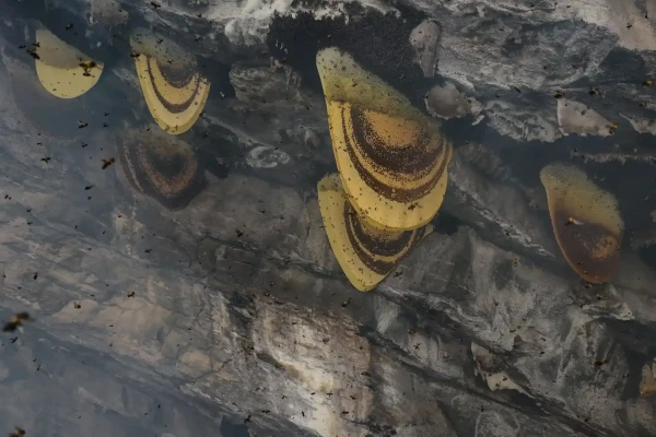 Smoke is used to get bees to move away from the honeycomb so that villagers can collect it