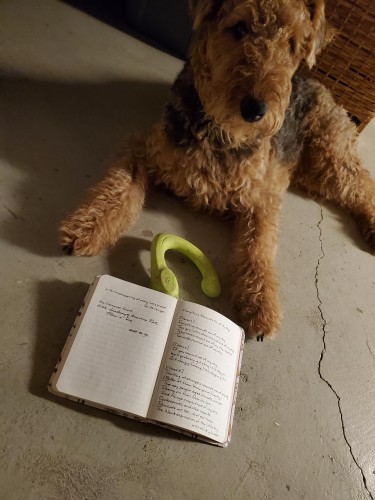 Airedale Mavis (with her neon green toy) sits on the concrete floor before a notebook with a handwritten transcription of the lyrics from Jane Siberry's "Everything Reminds Me of My Dog"