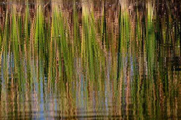 A photograph of sweetgrass reflected in water.