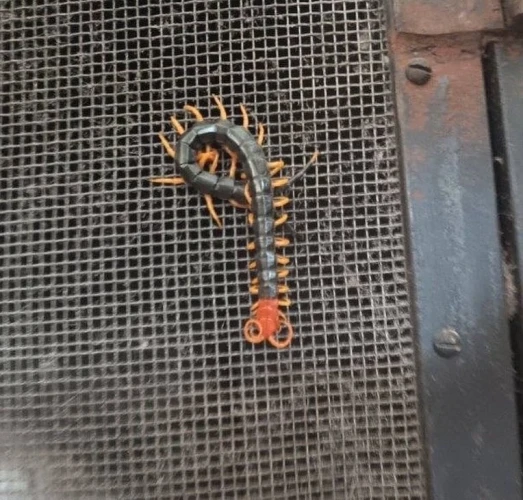 picture of a black centipede with orange legs and head on the metal grate of a fireplace
